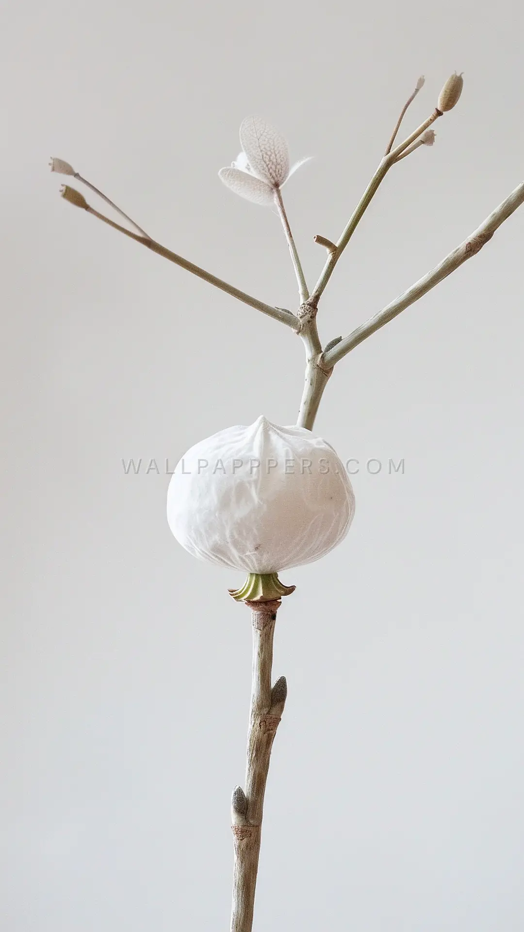 Single Poppy Seed Capsule, AI-generated flora phone wallpaper