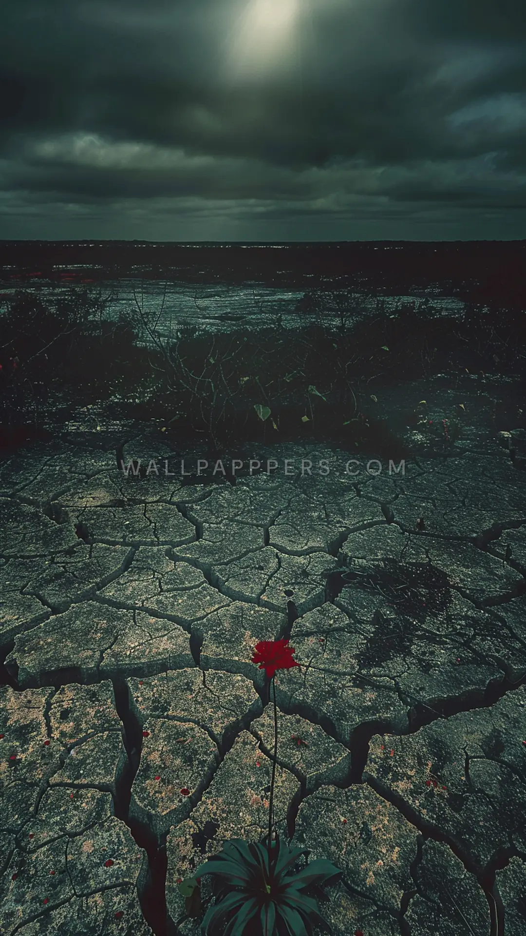 Lonely Rose in Cracked Earth, AI-generated nature phone wallpaper