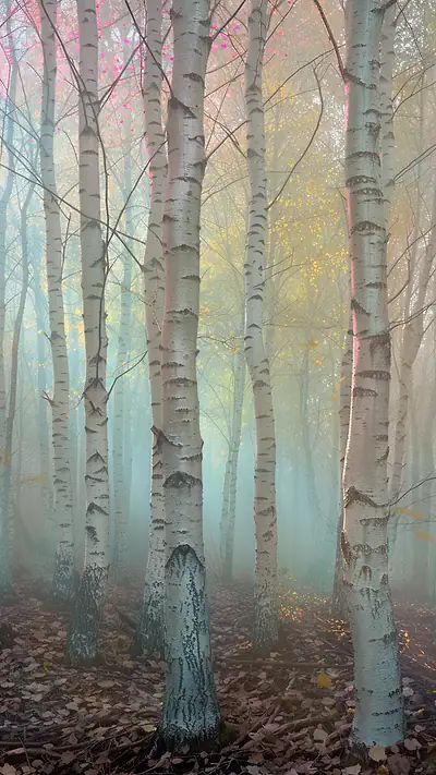 Birch Trees in Autumn Fog, AI-generated nature phone wallpaper