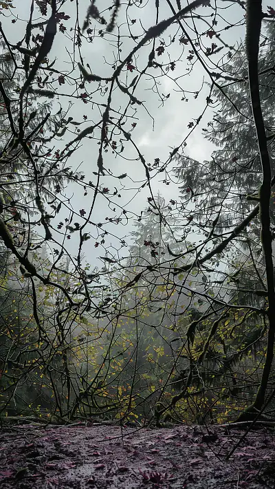 Autumn Rainforest Scene, AI-generated nature phone wallpaper