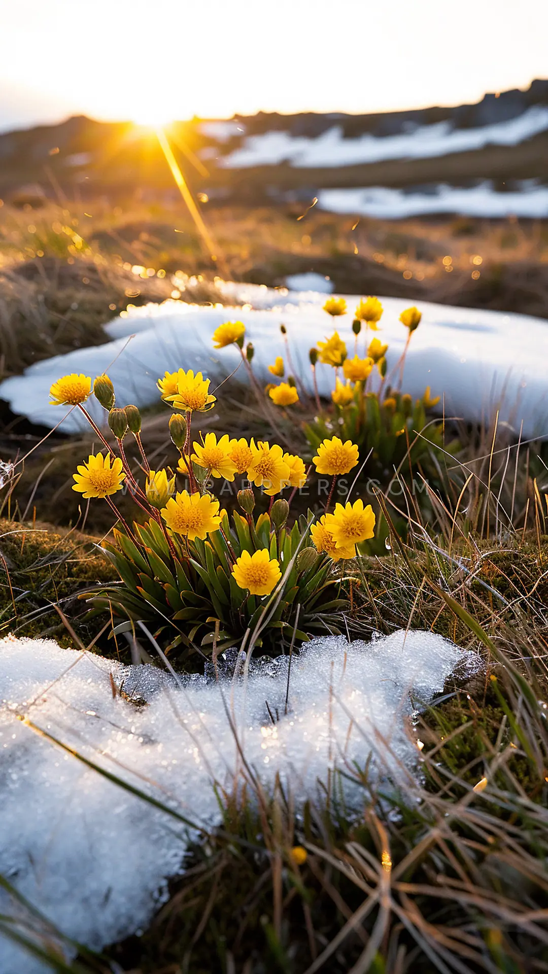 Blooming Peat Bog in Connemara, AI-generated flora phone wallpaper