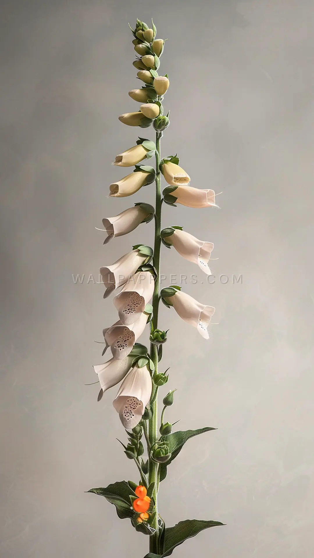 Foxglove Against Grey, AI-generated flora phone wallpaper